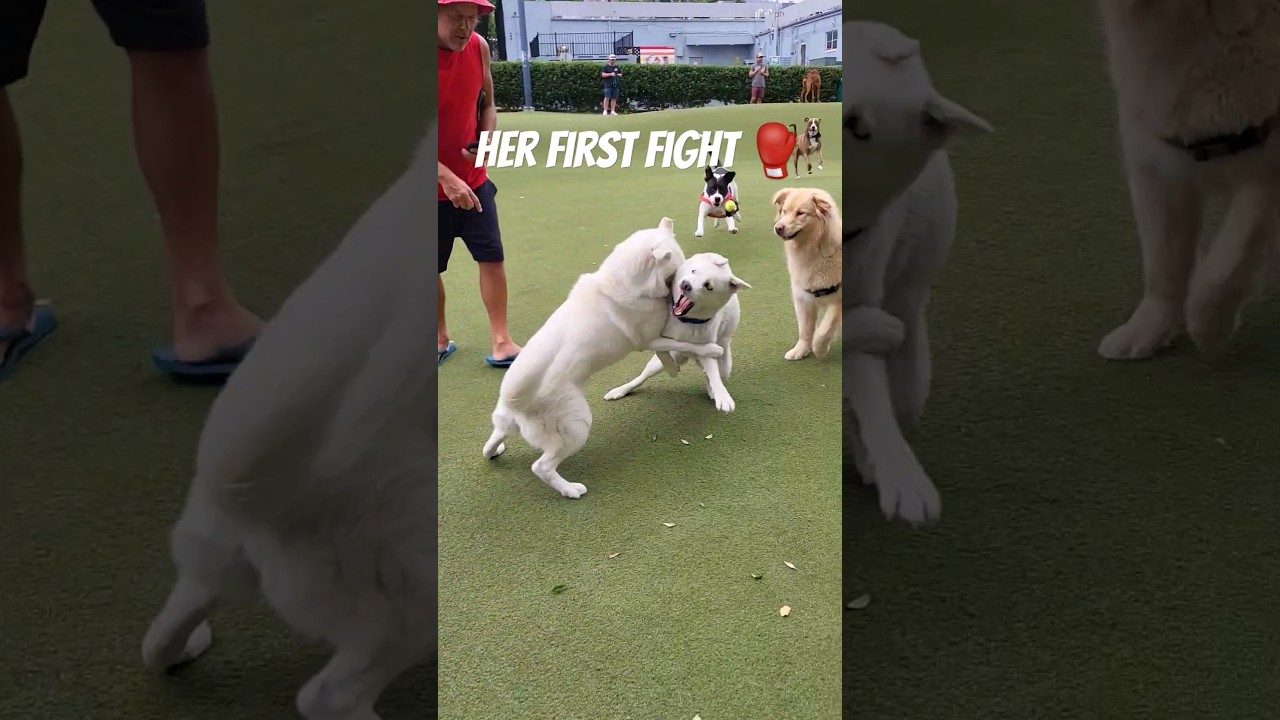 2 white HUSKYS fight 🥊 at the DOG PARK 🫣 