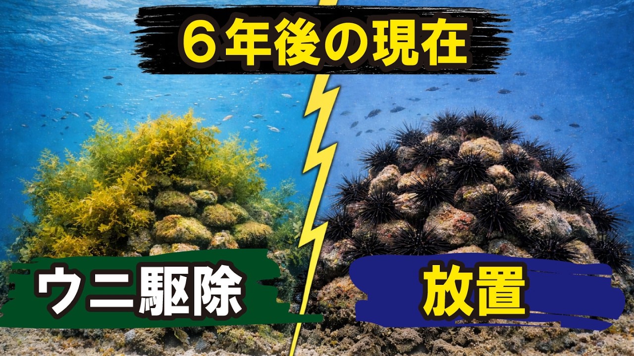 【驚愕】ウニを駆除した漁礁と放置した漁礁、6年後に驚きの結果が！