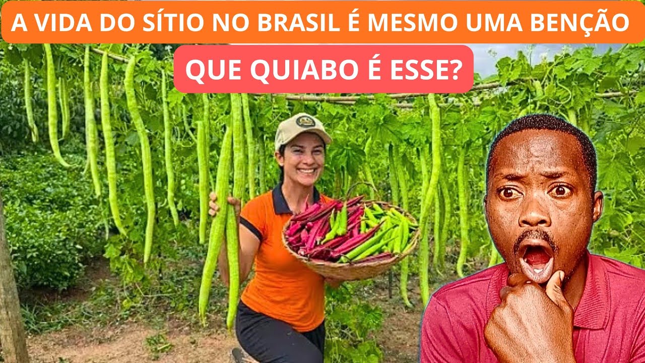 Reagindo Como Cultivar o Quiabo metro e Outras Esp&eacute;cies. #brasil #cleidelifestyle