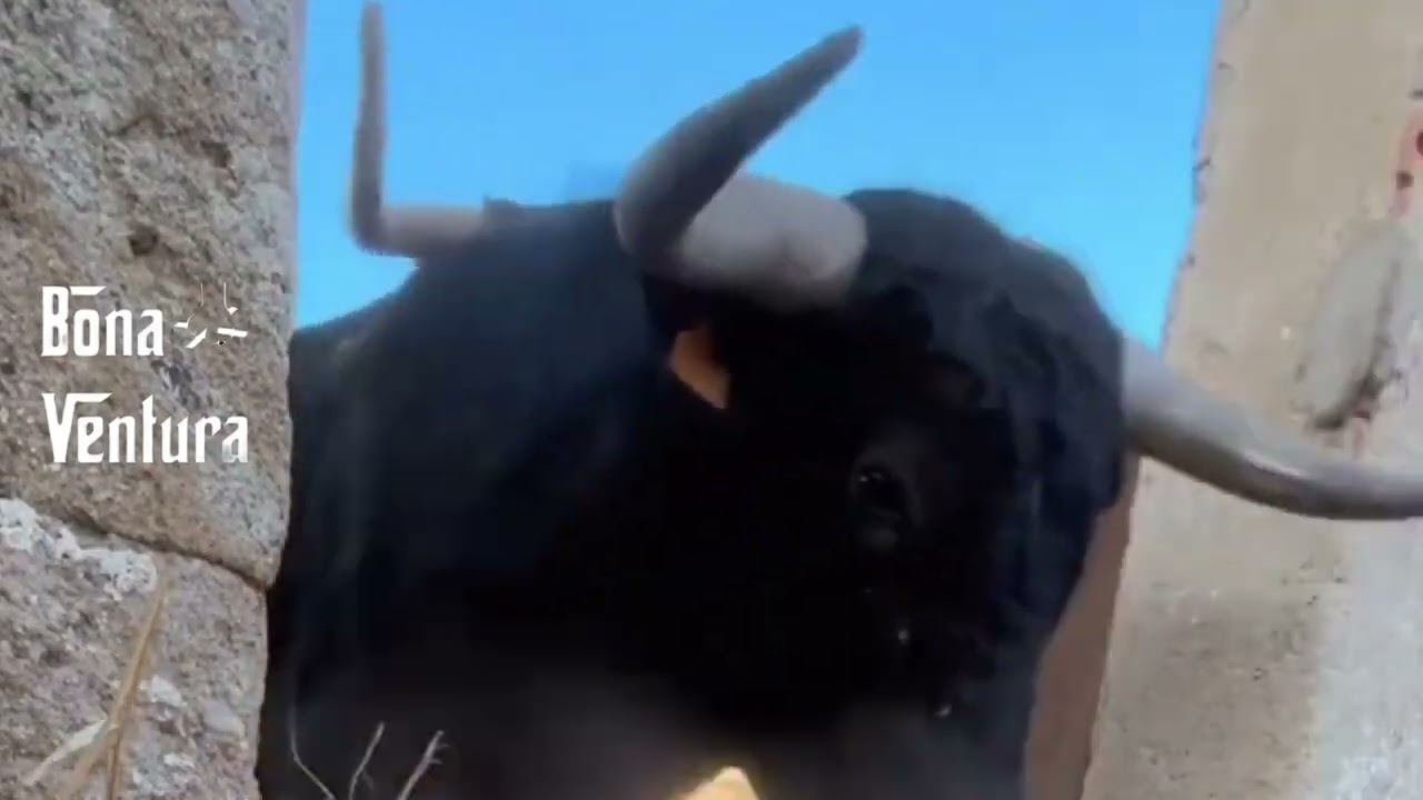 Soliloquio de un Toro Viejo de Vicente Fernández, @vicentefernandez
