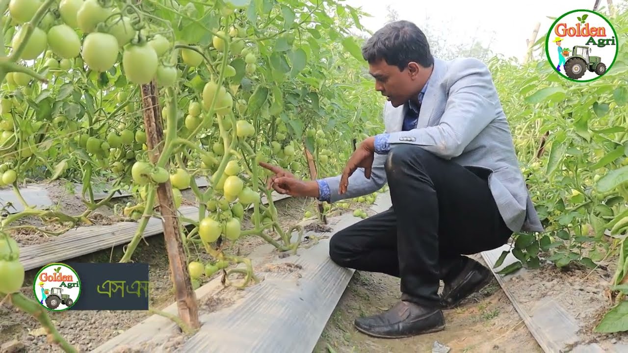 গ্রাফটিং পদ্ধতিতে  টমেটো চাষ | Tomato grafting | টমেটো চাষের খুটিনাটি, জেনে নিন এখনি