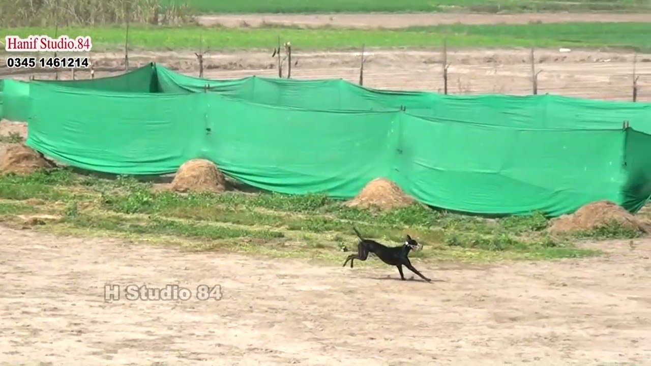 Coursing Race round 4 coursing Race phalia 22 Feb 2026