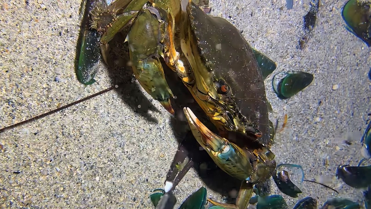Diving to catch seafood, look how many I caught!！QU0105 #diving #fishing #lobster
