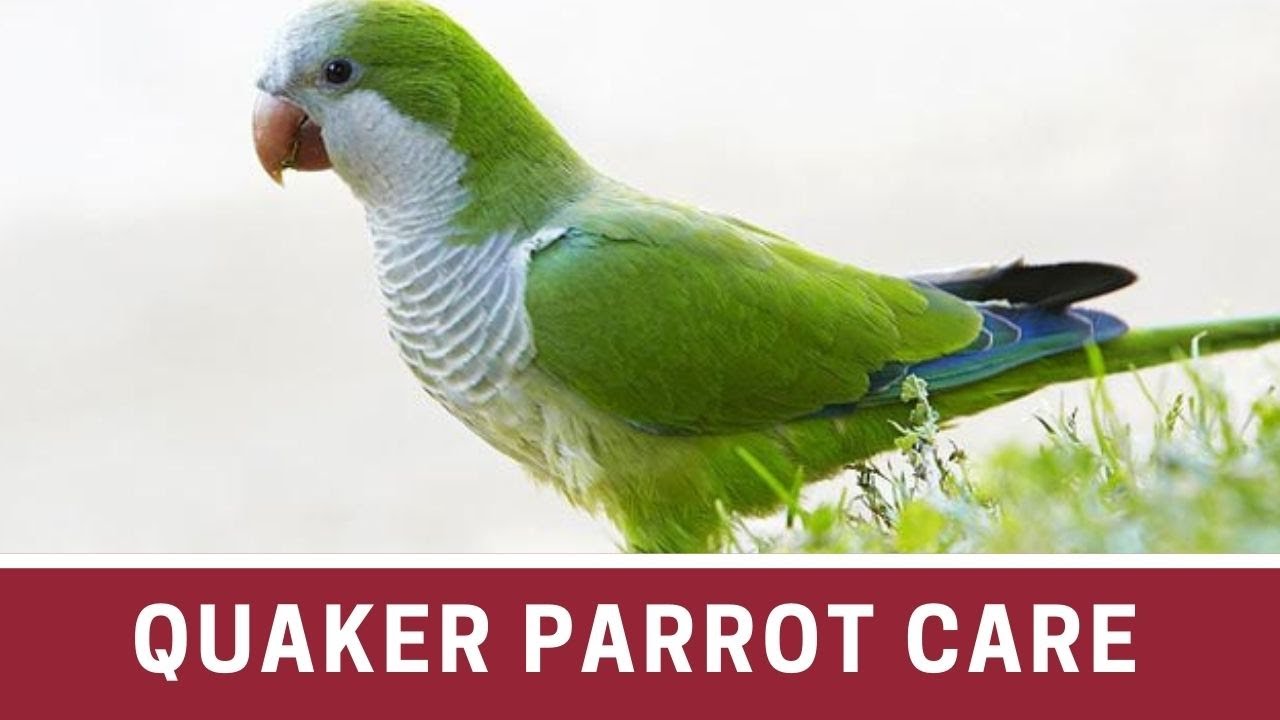 How to Take Care of a Quaker Parrot || Quaker parrot care || Quaker parrot how to take care of