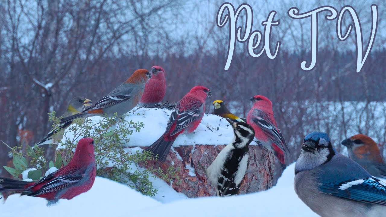 Cat TV - Joyful Birds in Winter 😻 Relaxing Nature for Dogs, Cats, & People