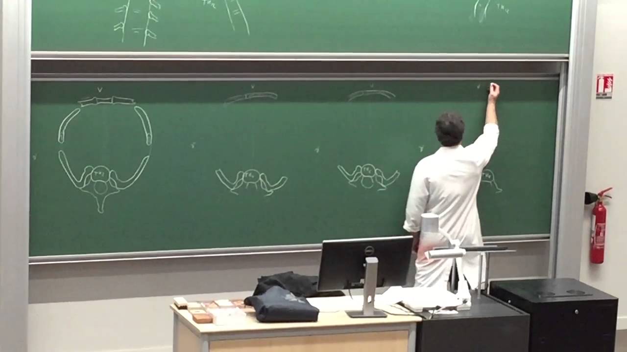 Cours anatomie L2 coupes thorax Amiens 2016