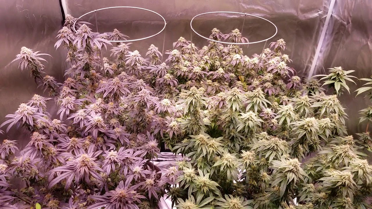 Majestic 12 cob LED grow - almost time for harvest