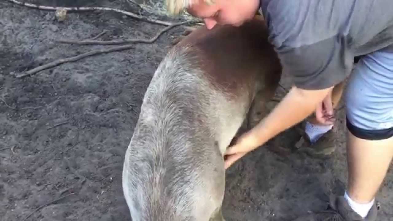 Rubbing piggies belly