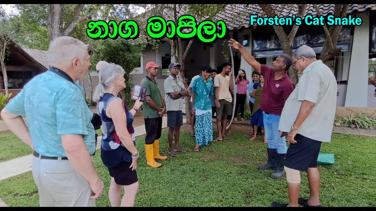 Forsten's Cat Snake - NAGA MAPILA