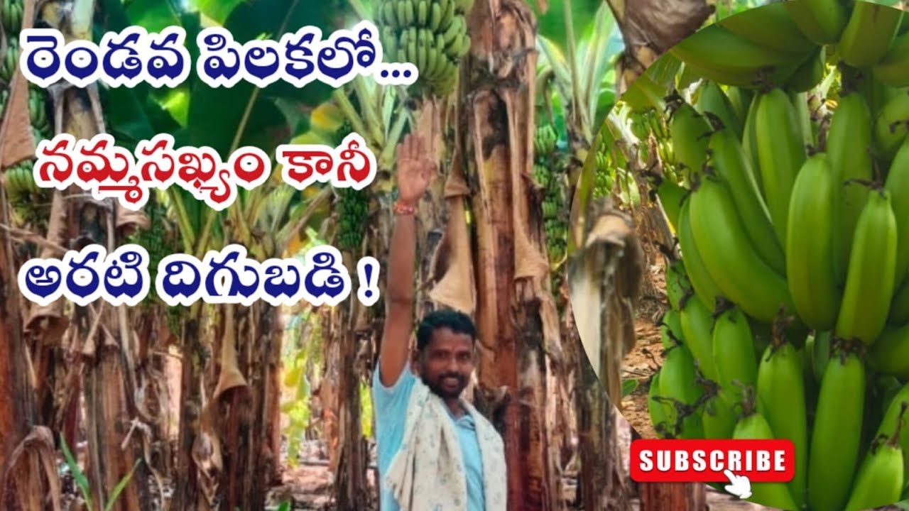 2వ పంటలో 120 టన్నుల దిగుబడా ! |BananaFarming |2ndCrop |HighYield |SuccessFarmer |SrionAgriSol |Tips|