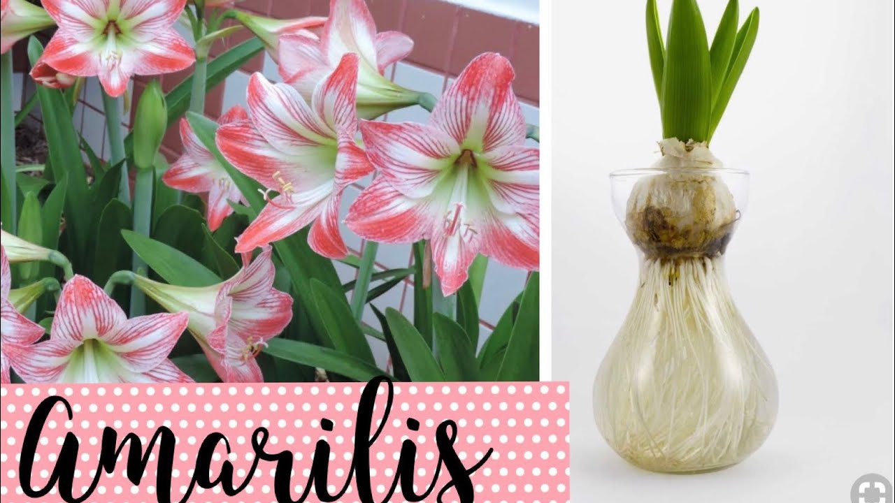 AMARILIS Plante no ch&atilde;o ou na &aacute;gua - Passo a passo