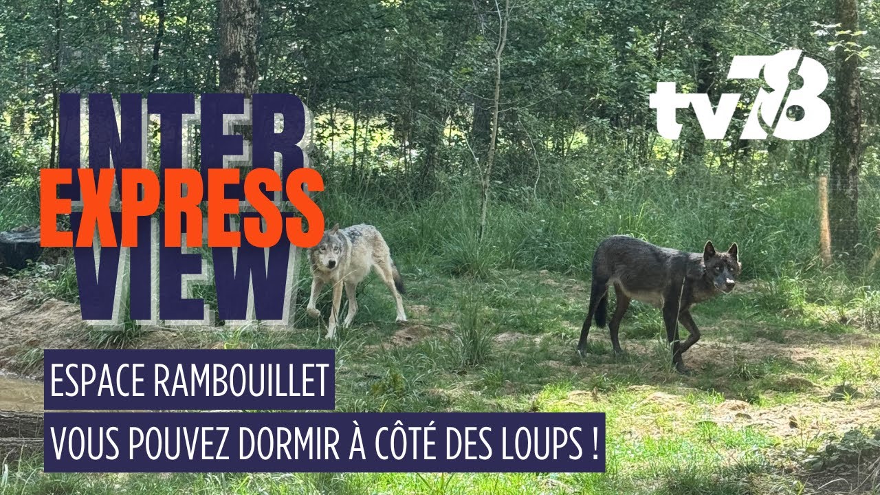 Dormir aux c&ocirc;t&eacute;s des loups ? C&rsquo;est possible &agrave; l&rsquo;Espace Rambouillet !