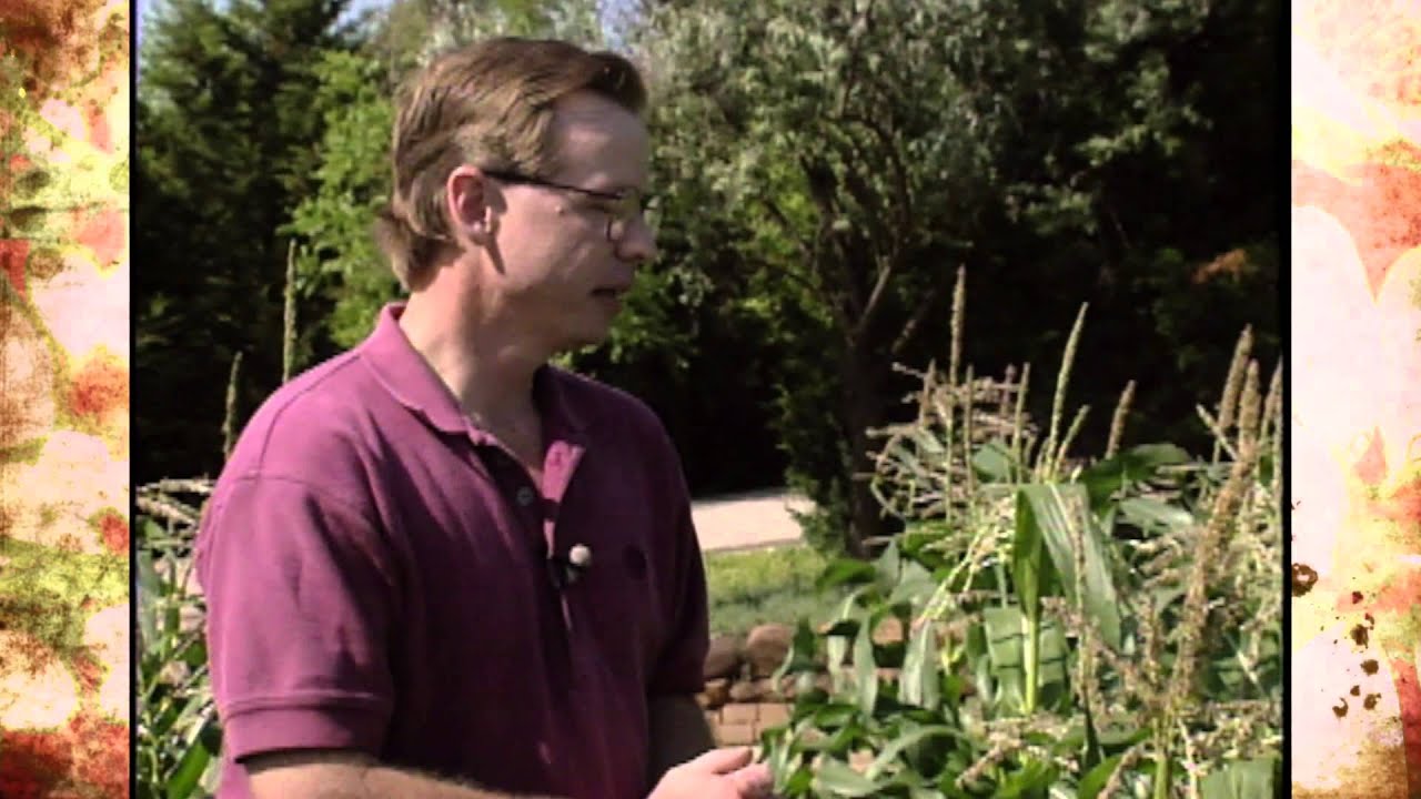 Corn Earworm Problems