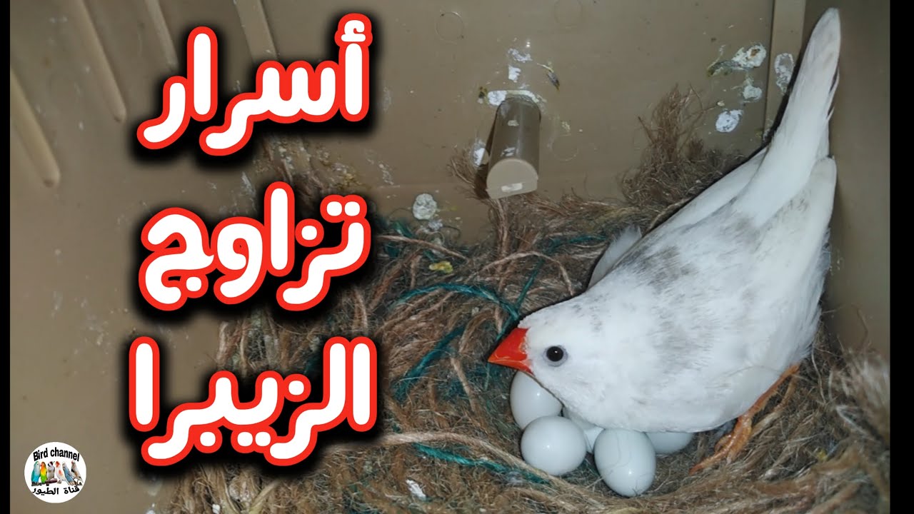 إحترف تربية الزيبرا في 8 دقائق من غاية الشراء إلى التزاوج والإنتاج معلومات مهمة