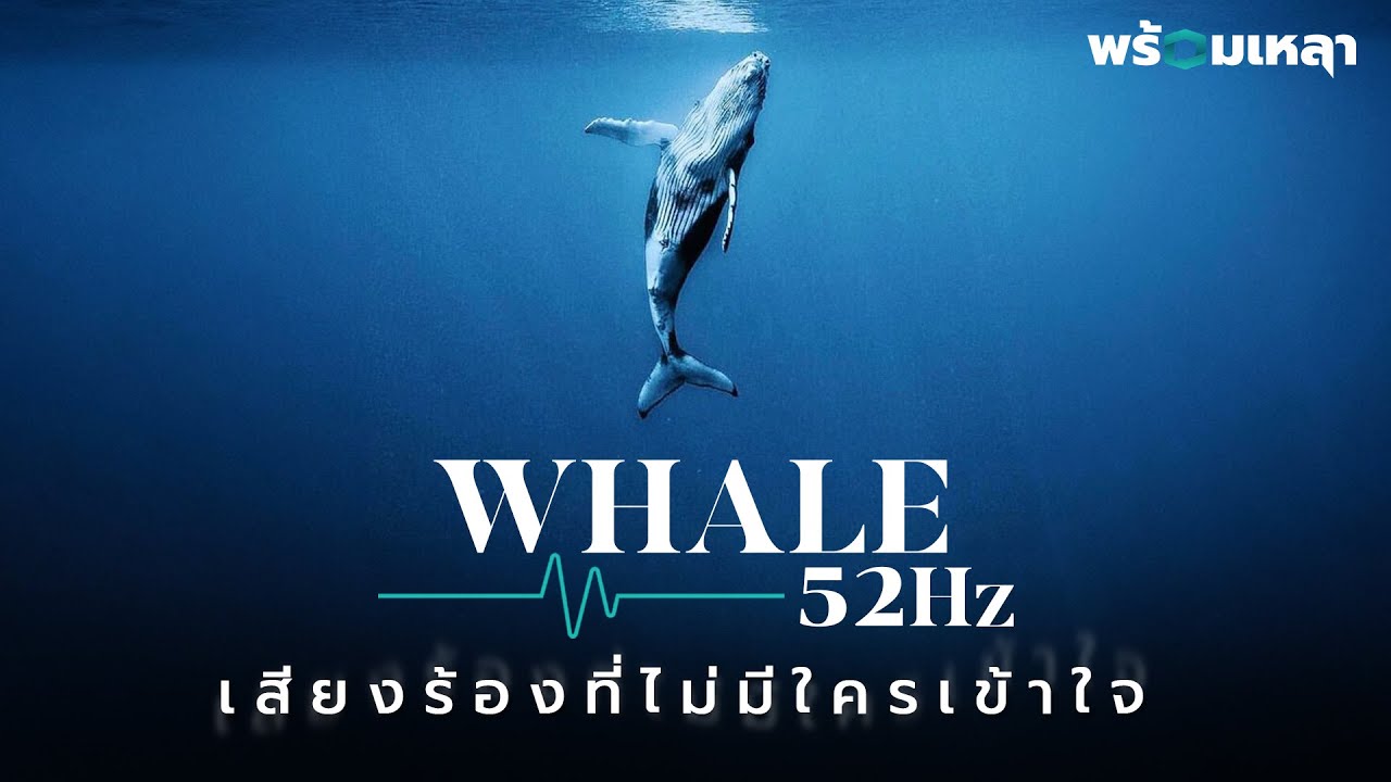 วาฬยักษ์ 52Hz เจ้าของคลื่นเสียงที่ไม่มีใครได้ยิน