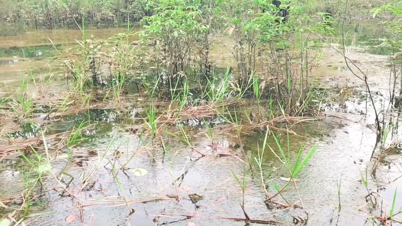 TRIK RAHASIA MANCING  TEMBAKANG