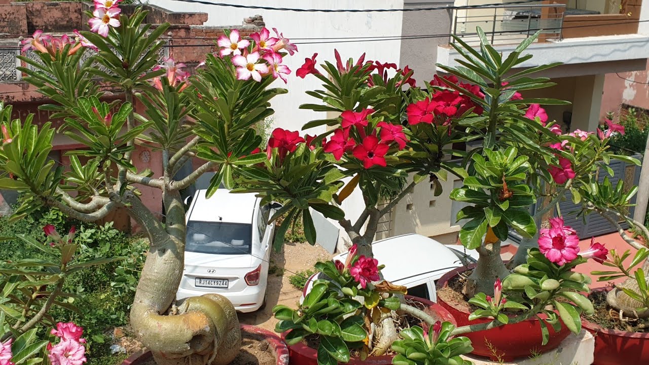 How to Prepare Adenium for Flowering after Rains || Care of Adenium after Rains || Fun Gardening