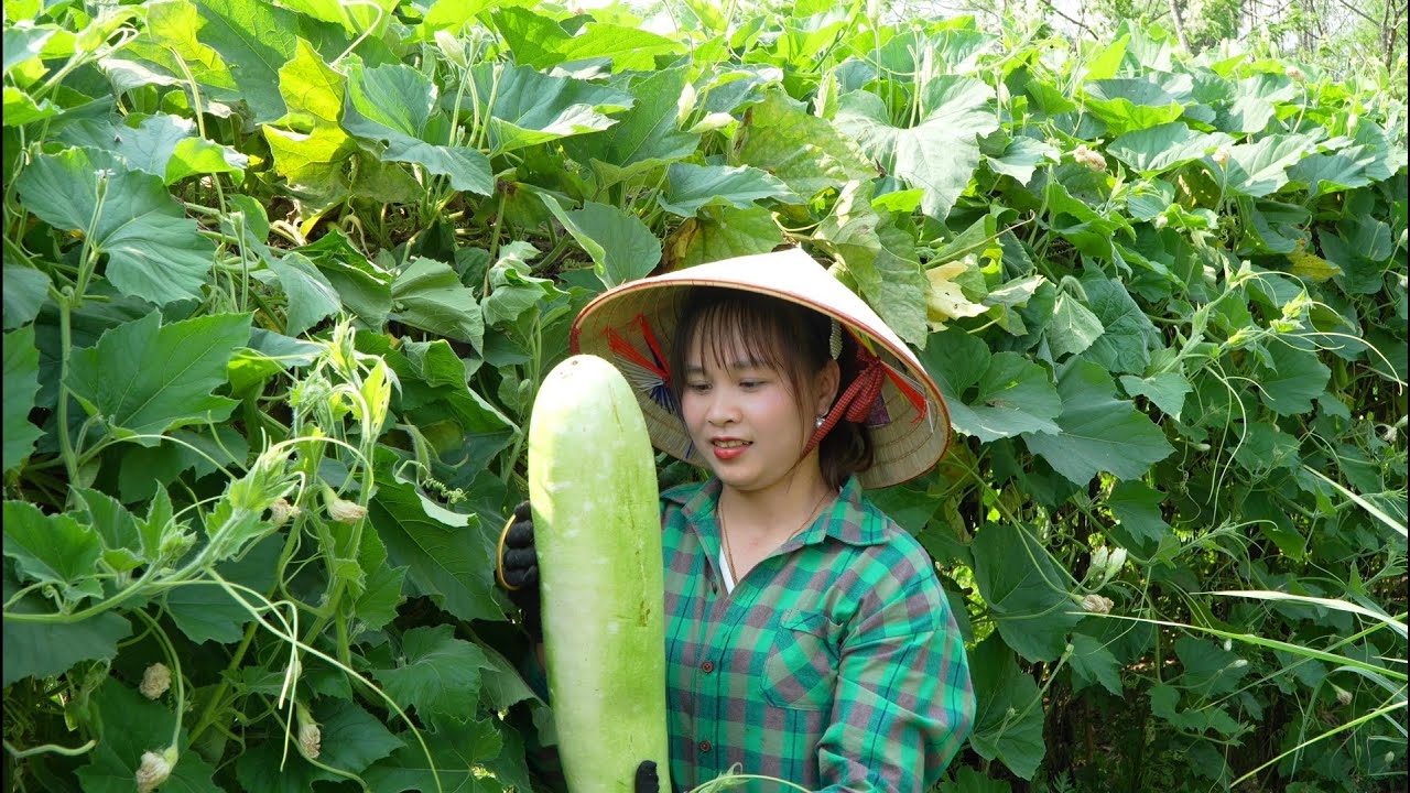 Make a trellis for cucumbers, feed pigs and chickens, picking gourds to sell at the market