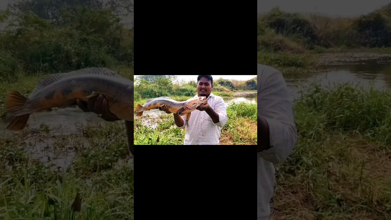 fishing videos village Telugu  Big sizes Snakehead Fish catching by BPL fishing angles 