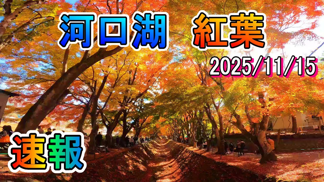 4K 河口湖紅葉まつり【速報もみじ回廊 Vol.5】　見頃 Lake Kawaguchi Autumn Leaves #河口湖紅葉 #河口湖 #ライブカメラ #もみじ回廊 #紅葉名所 #関東