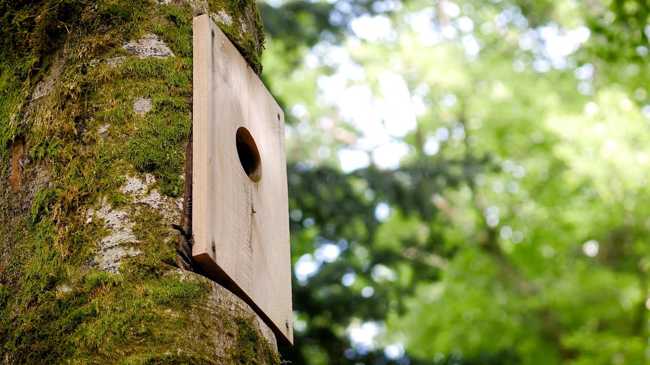 Interventi pro-senescenza e creazione micro-habitat #04 - Cavità in quota e capitozzatura