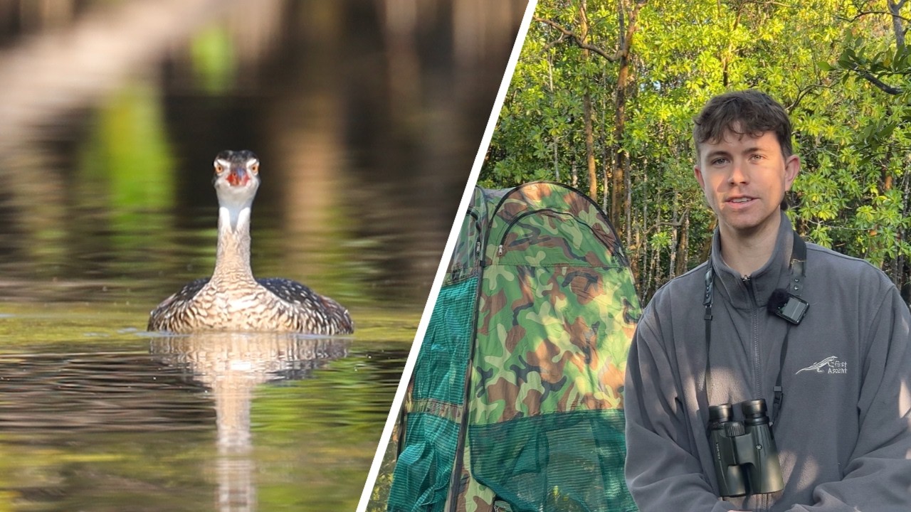 Filming the African Finfoot