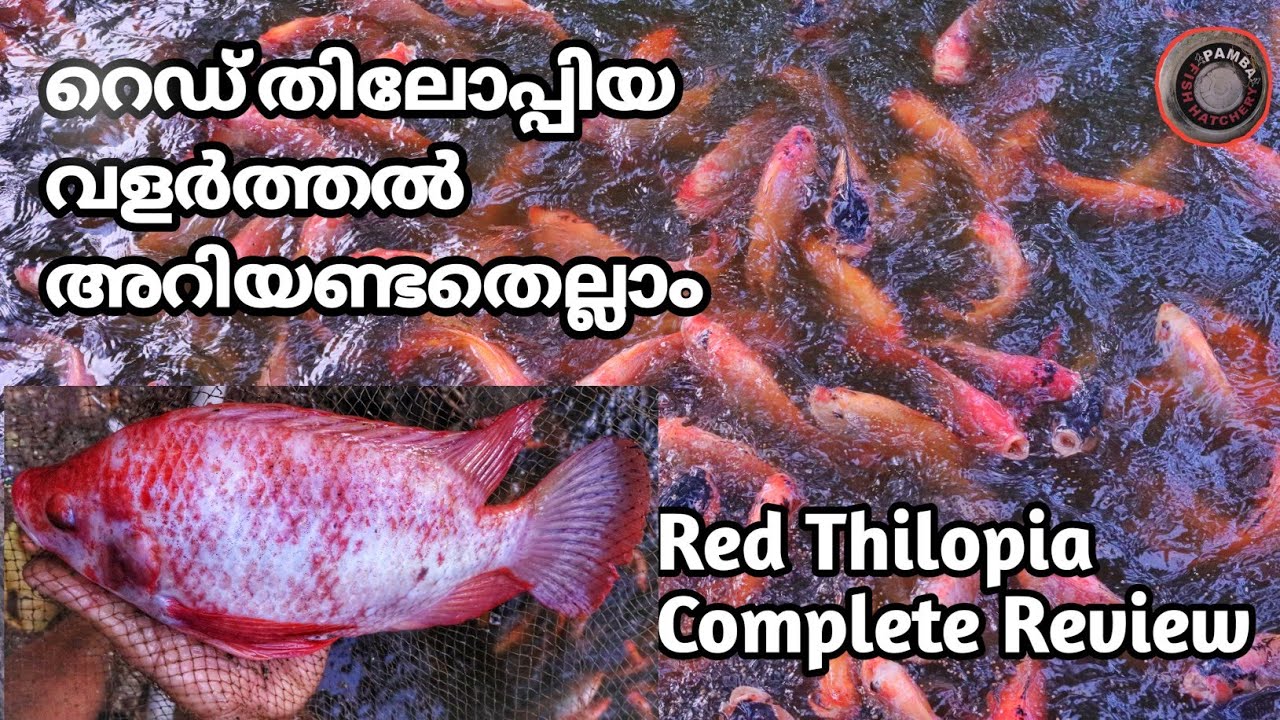 Red Thilopia | റെഡ് തിലോപ്പിയ | Fish farming Techniques | breeding | feeding |  Maintenance |Silopia