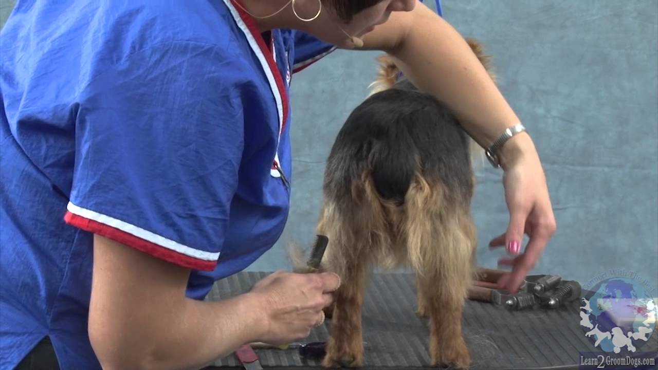 Hand-Stripping the Australian Terrier Part 1