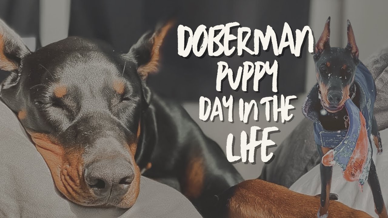 DAY IN THE LIFE WITH OUR 8 MONTH-OLD DOBERMAN PUPPY!