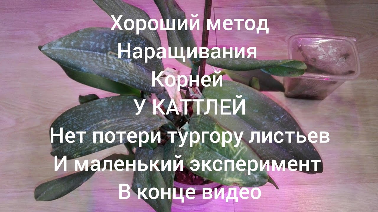 Орхидея Каттлея. Наращивание корней, нет потери тургору листьев при такой посадке.