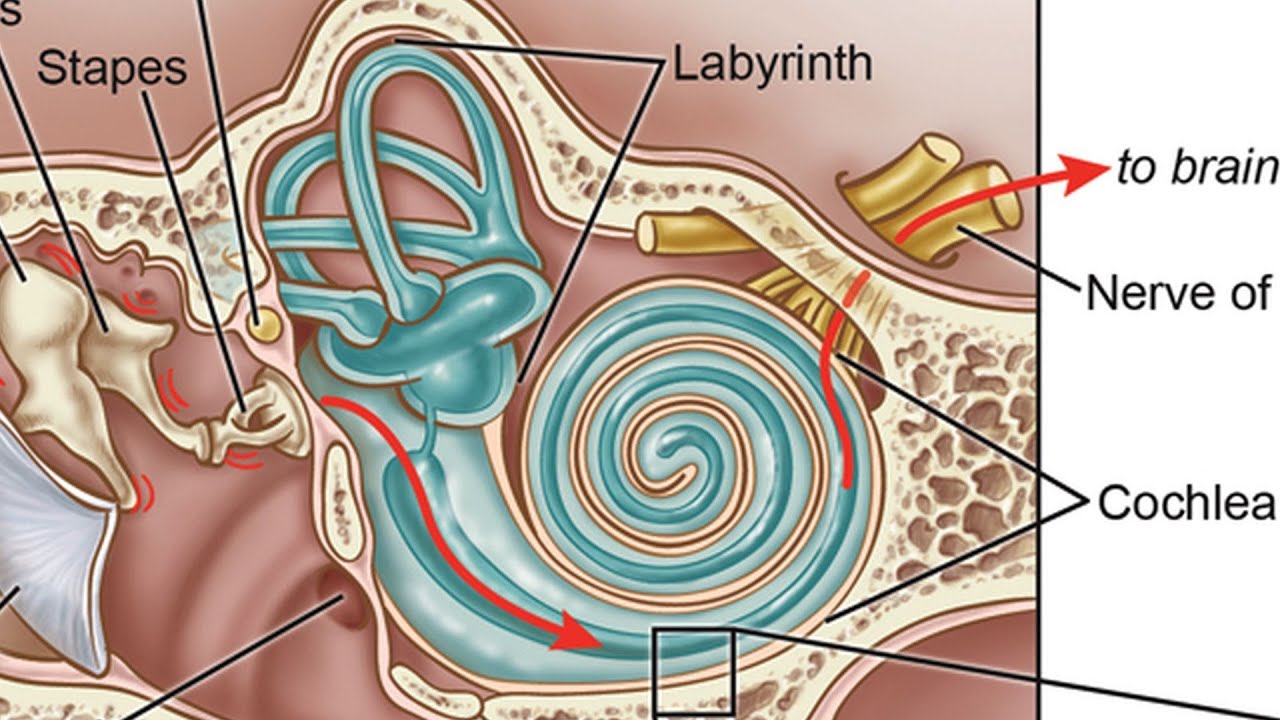 What Is an Inner Ear Infection? | Ear Problems