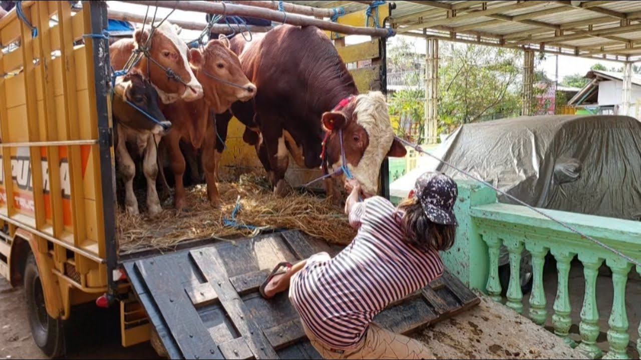 Proses Penurunan Sapi - sapi super hinggal yang harga 5,5 jt di Grosir Sapi haji Rudi Malang
