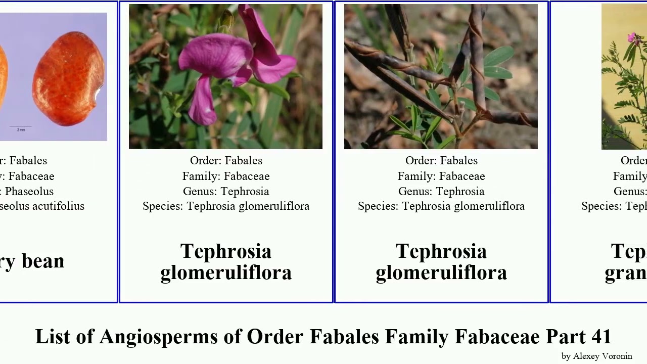 List of Angiosperms of Order Fabales Family Fabaceae Part 41 tephrosia clover thermopsis tachigali