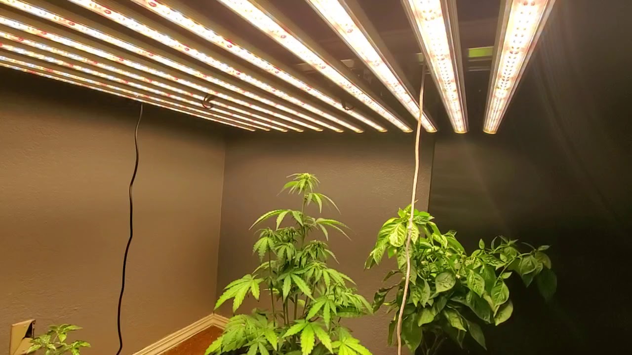 Day 32 cbd compassion lime under led perfect sun goliath v2