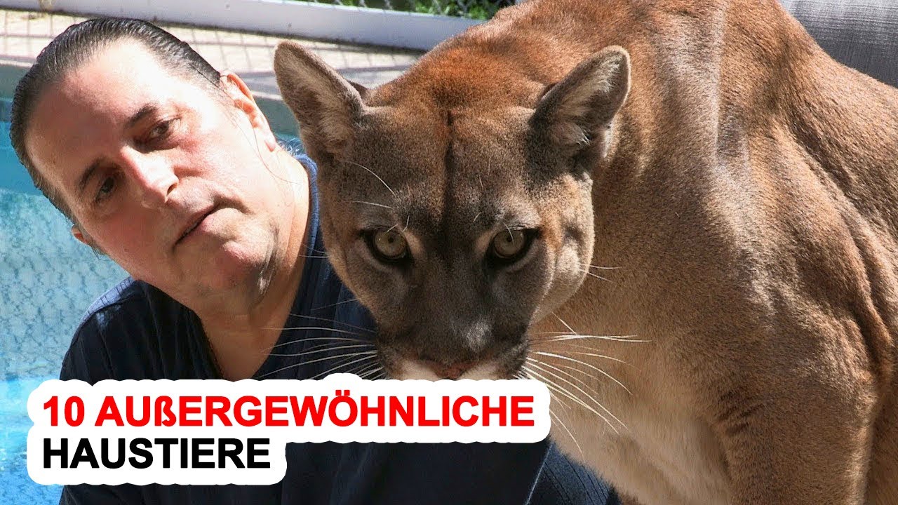 10 Außergewöhnliche Haustiere