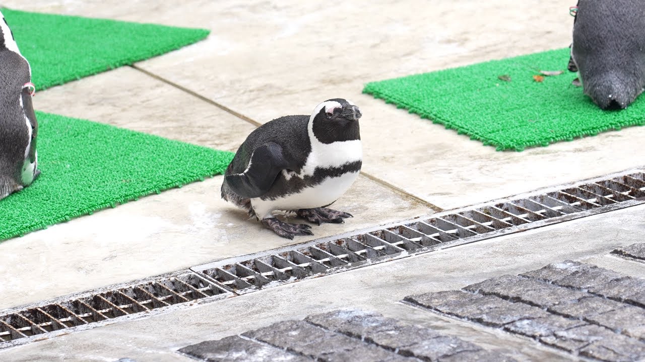Cape penguin