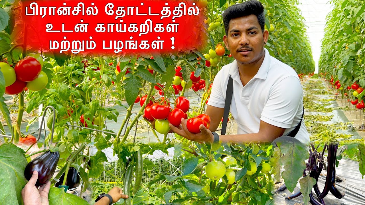 பிரான்சில் காய்த்து குலுங்கும் காய்கறிகள் மற்றும் பழங்கள் | Fresh vegetables and fruits in France ! 