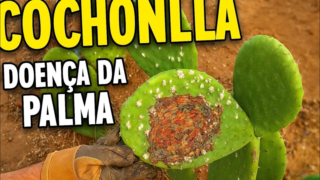 Mais dicas cobre a PALMA Segue Para Mais Conteúdo #cariri #agricultura #vidanaroça #paraiba #norte 