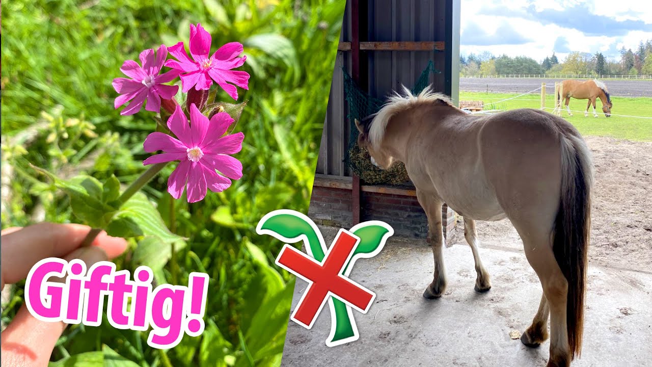 Giftige planten in mijn weiland & GOED NIEUWS! | felinehoi VLOG #339