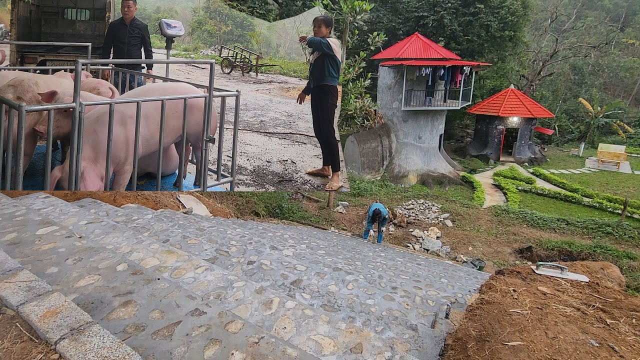 Laying steps with cobblestones, happy because the pigs sold for a high price.