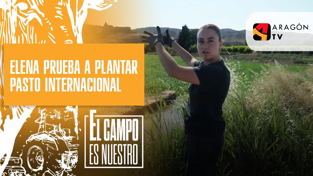 Elena prueba a plantar pasto del Sudán