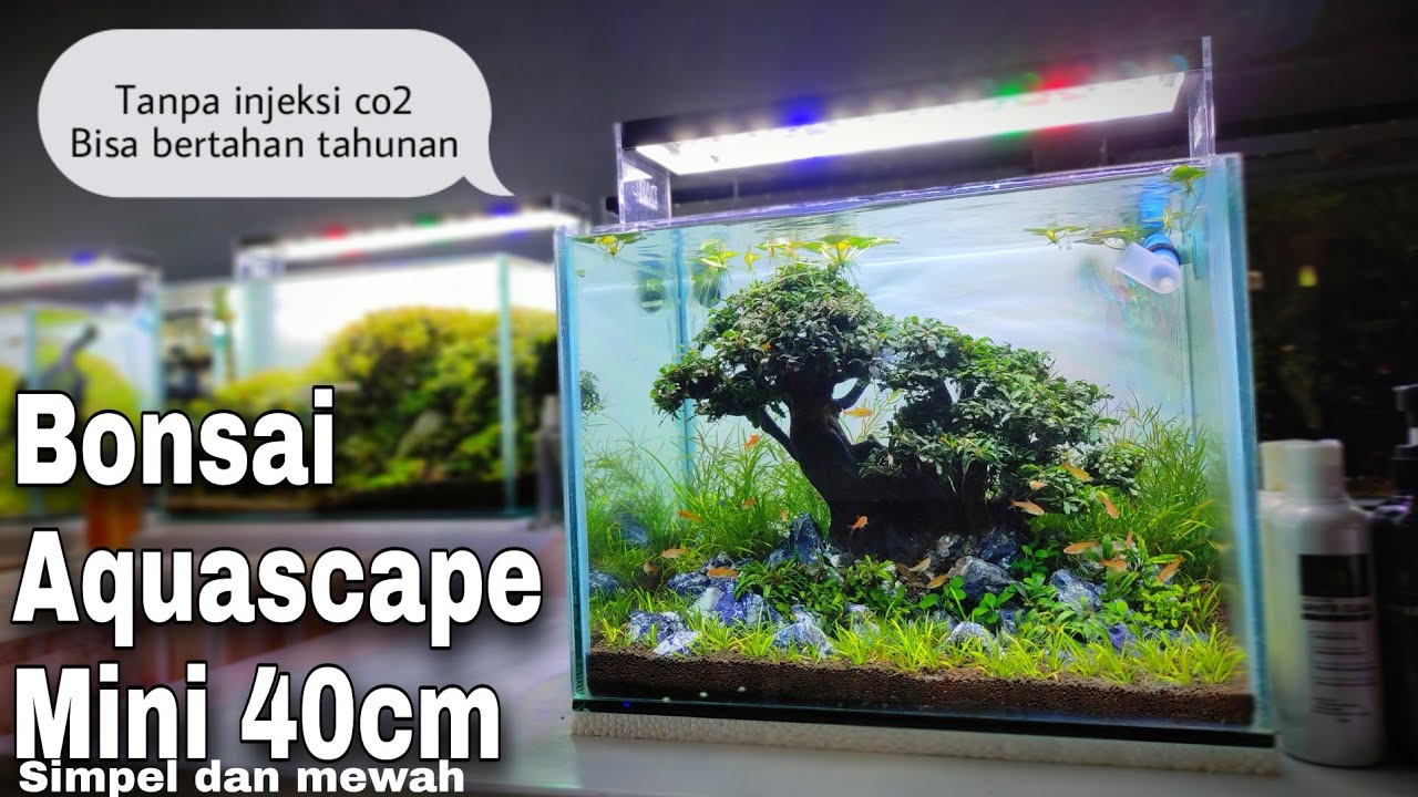 #223 Membuat Aquascape bonsai mini,tanpa injeksi co2!!