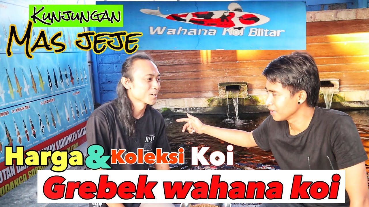 Berkunjung ke wahana koi - penjual ikan koi berkualitas di kota blitar