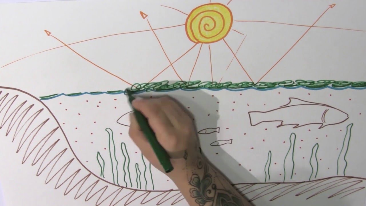 Eutrophication