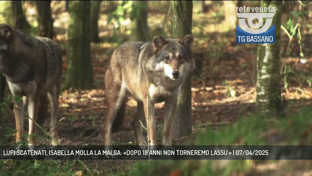 LUPI SCATENATI, ISABELLA MOLLA LA MALGA: «DOPO 18 ANNI NON TORNEREMO LASSU'» | 07/04/2025