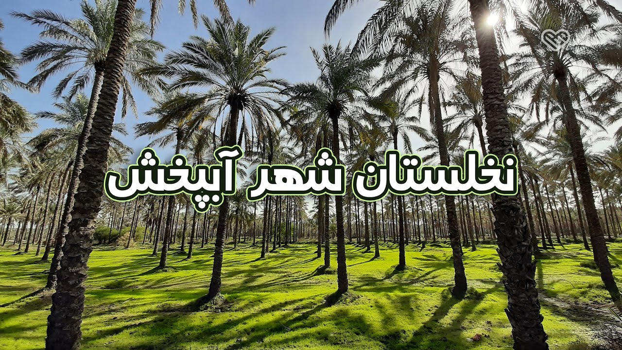 نخلستان شهر آبپخش استان بوشهر