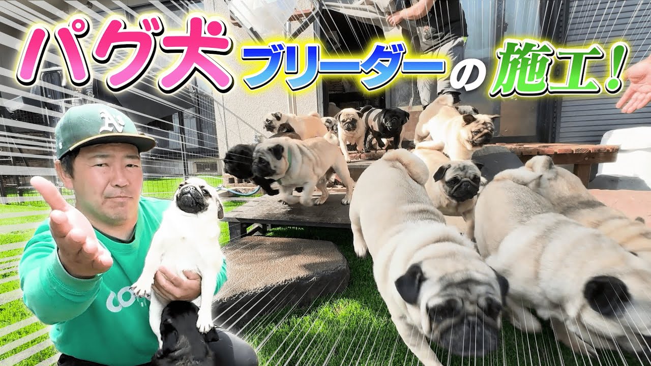 【DIY】パグ犬のブリーダーさんの庭を施工しました！！！