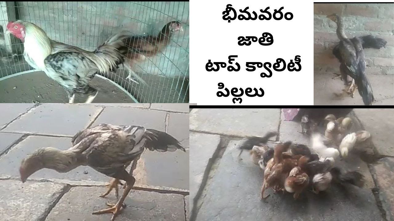 భీమవరం జాతి  టాప్ క్వాలిటీ  పిల్లలు / Narasimha Babu 8008998909