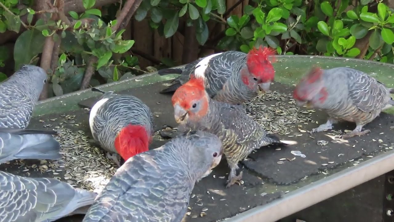 Gang-gang update 4 October 2025: 14 GGs for the morning breakfast (8 in video).