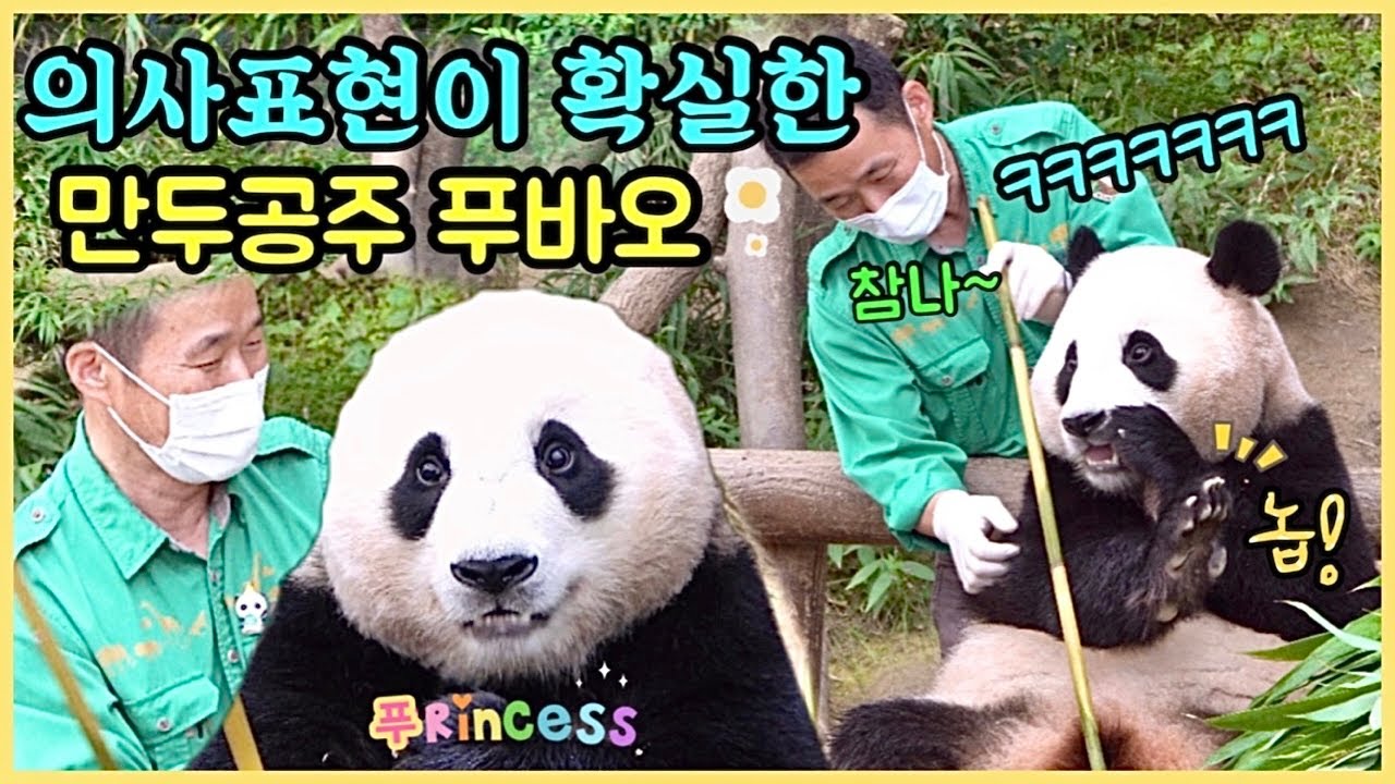 [ep.129] 의사표현이 확실한 푸바오때문에ㅋㅋㅋ모두가 빵터졌어요!!✨/ 엄마아빠 닮아서 세상 단호박🎃/ 작은할부지! 내 응가 받으데요~💩/ 에버랜드 판다월드